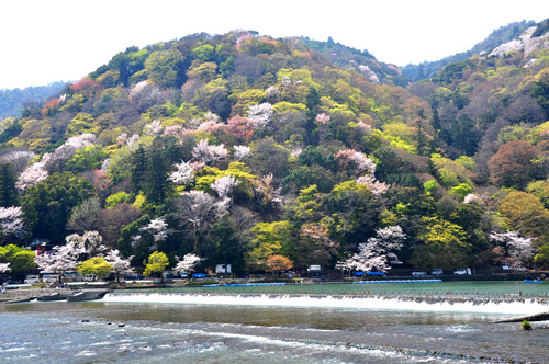 桜１