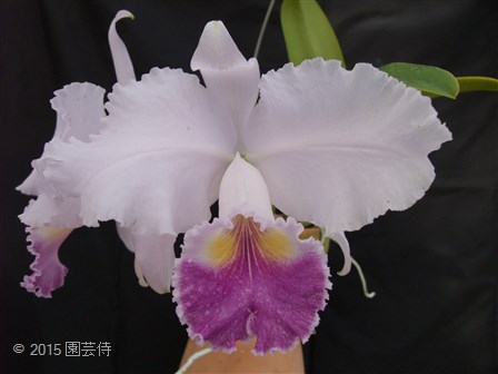 Princess coerulea 20150131-2