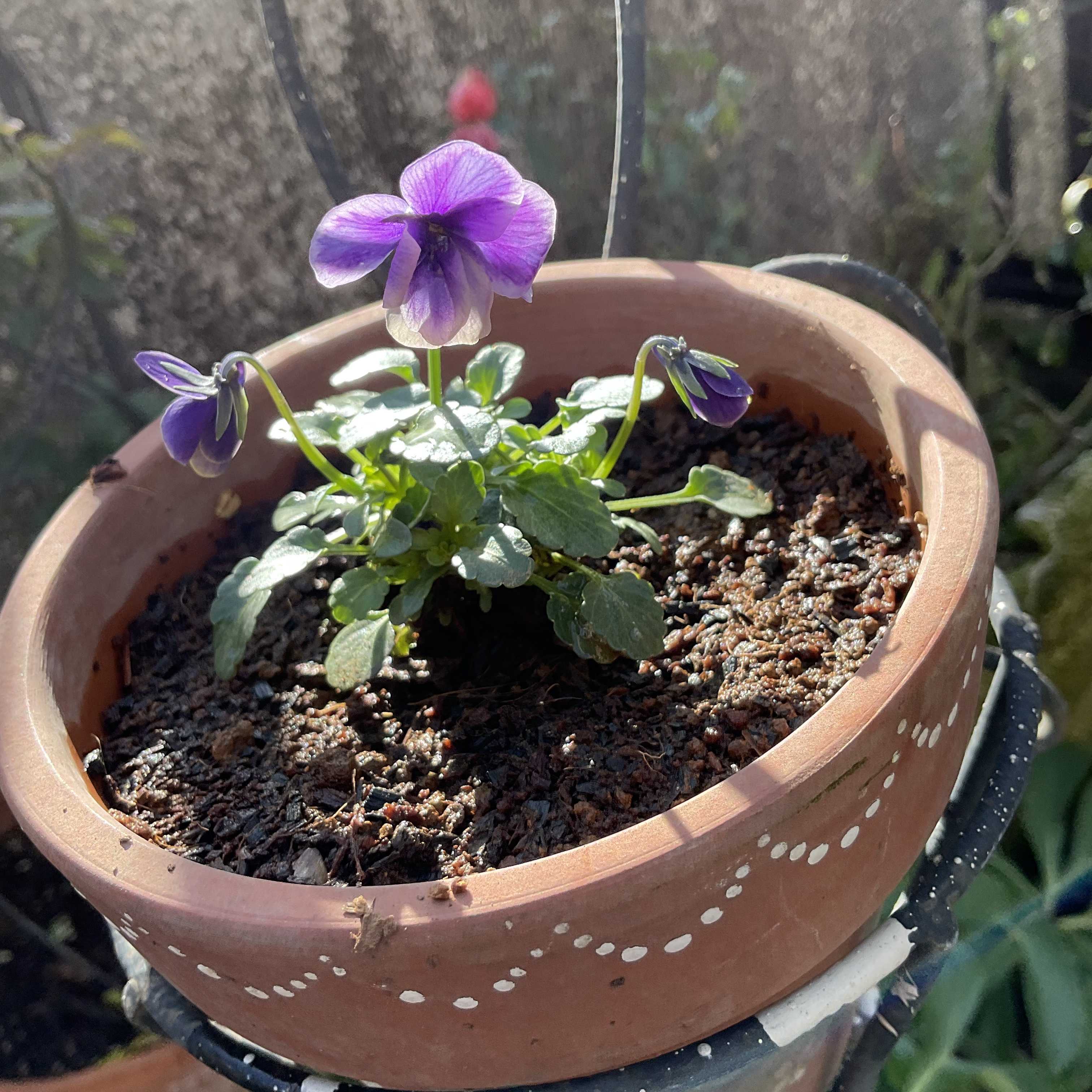 こぼれ種ビオラ君と♡種まきビオラさんのその後です | 花カホル - 楽天