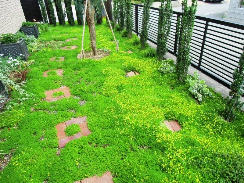 グランドカバー Miraiの庭 つれづれに 楽天ブログ