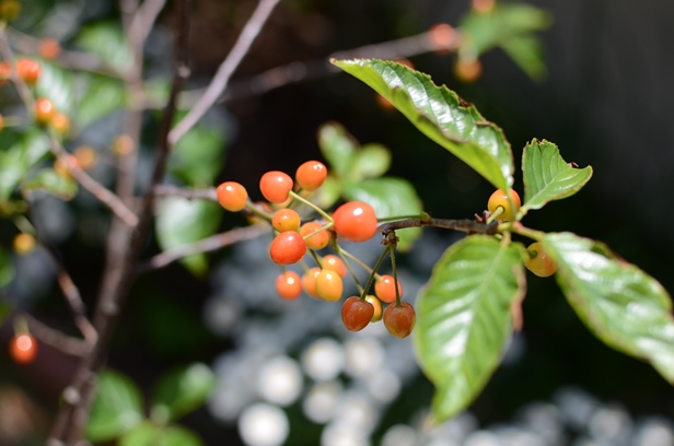 DSC_9610.JPG