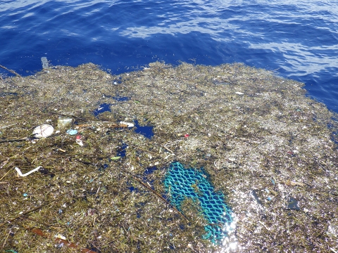 沖縄深海魚採集2017年9月下旬8　流れ藻およびゴミ