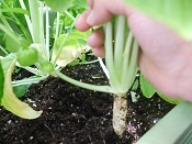 四十日大根を初収穫