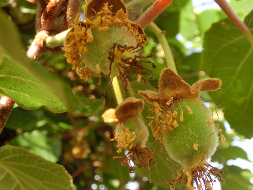 キーウィの赤ちゃん