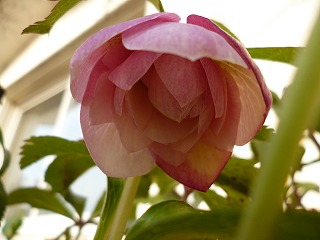 P1010398ss.jpg
