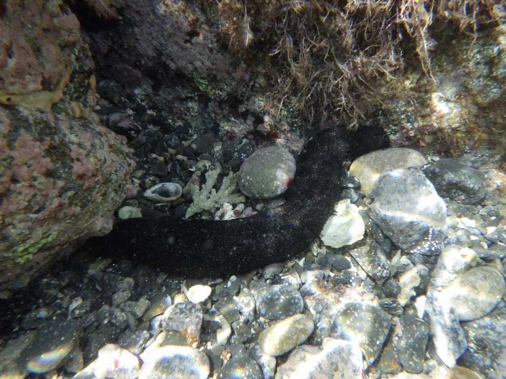 串本磯採集2023年7月下旬21　ニセクロナマコ（Holothuria leucospilota）