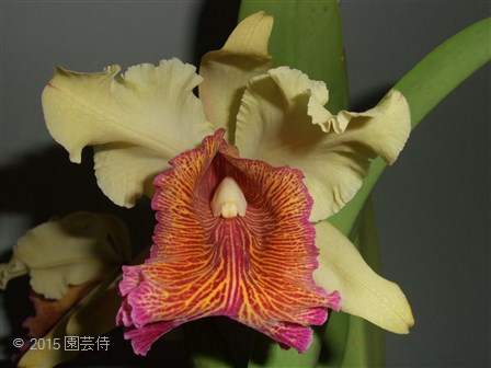 C. dowiana aurea 'El Dorado' 20150729-2