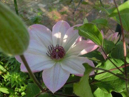 ピンククレマチス