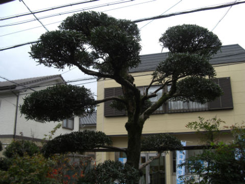 CIMG2811.jpg
