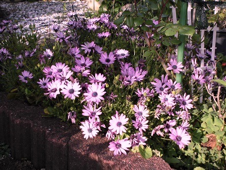 ディモルフォセカ