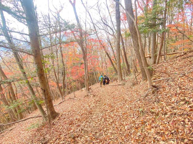 第20回醍醐山一斉登山（醍醐山を愛する会10周年記念登山）(5)モミジの道 | 醍醐山と下部（しもべ）温泉 - 楽天ブログ