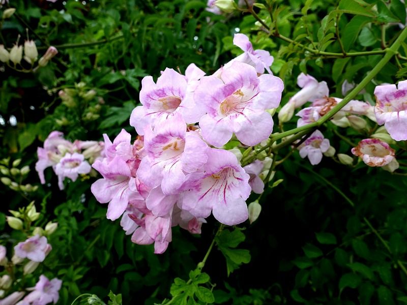 9月3日 今日の一花 その２ ピンクノウゼンカズラ Gazengamaのブログ 散歩中に出合った花と趣味の陶芸作品 楽天ブログ