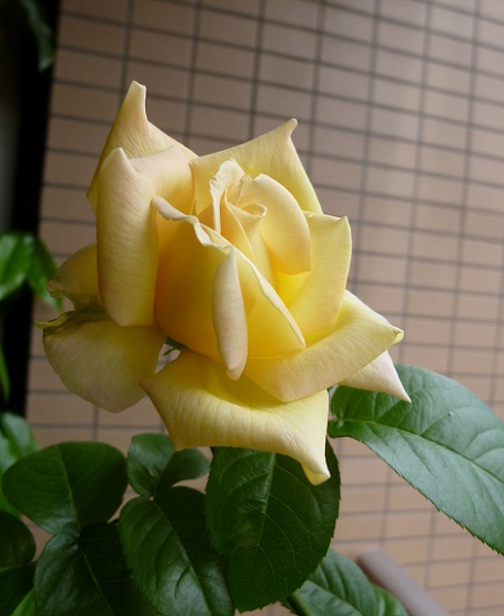P1200832画像5.jpg