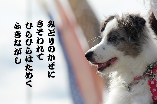 ふきながし