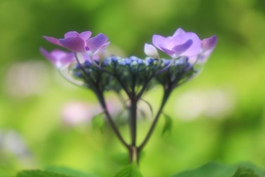 紫陽花 植物公園から観音寺 くり坊のひとりごと Blog版 楽天ブログ