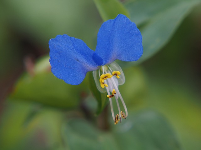 P6250148.jpg