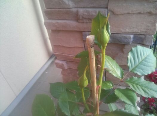rblog-20140427205102-01.jpg