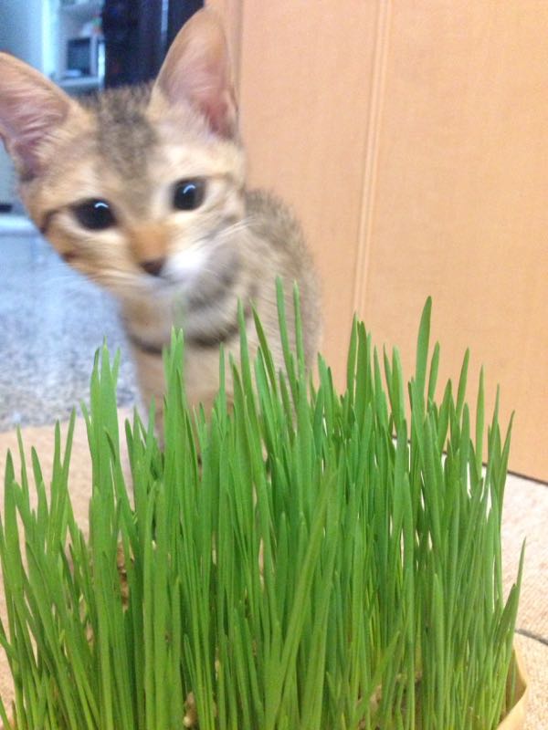 猫草食べる かげ丸ちゃんのブログ 楽天ブログ