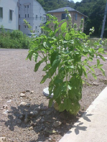 resizeman_20120723000537.jpg