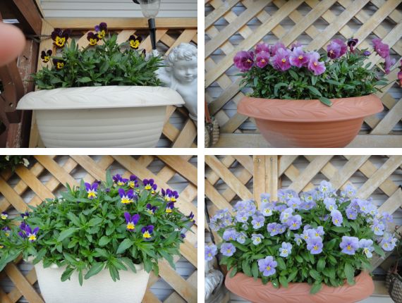 切り戻したパンジーとビオラ