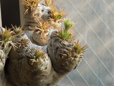 エブレネウム2-27ｰ1