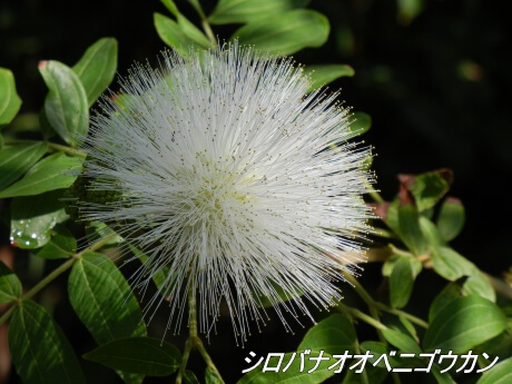 新宿御苑 大温室内の植物