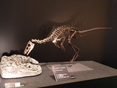 大阪市立自然史博物館：特別展「恐竜の卵 ～恐竜誕生に秘められた謎