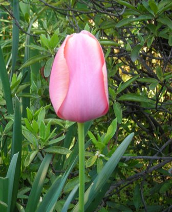 DSCN9888.JPG