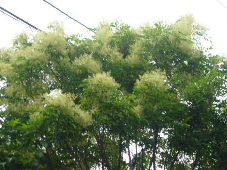 P1150050（シマトネリコ）.jpg