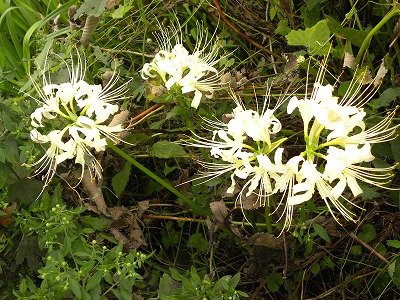 DSCN0232.jpg