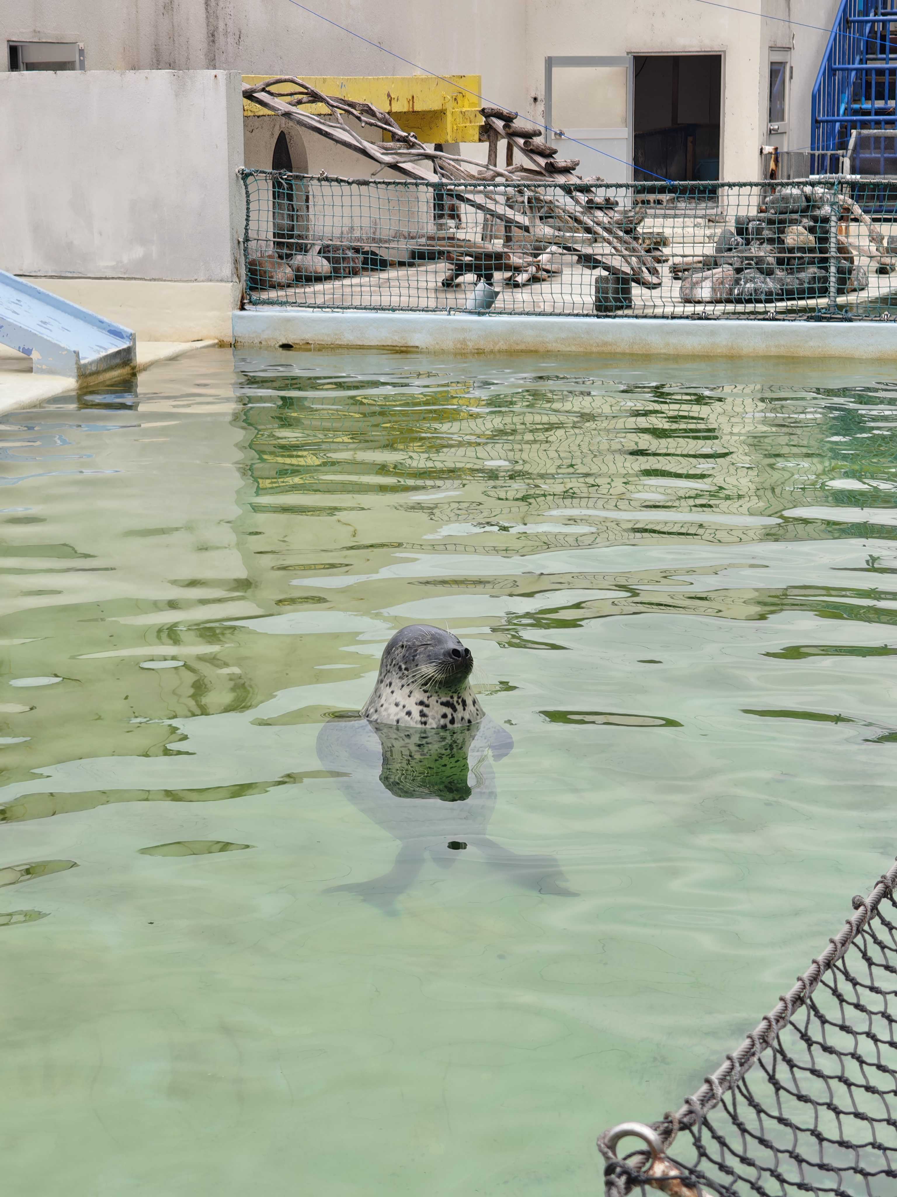 おたる水族館　屋外展示　アザラシ