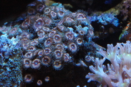 2014_0717ﾍﾞﾝﾄﾗ､ﾏﾒｽﾅ0008.JPG