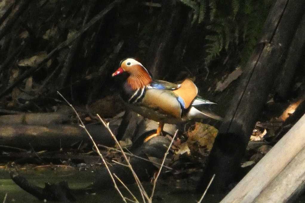 515