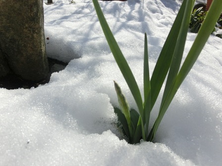 水仙と雪