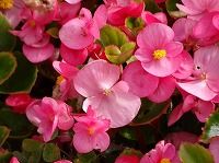 ５月１５日の誕生花 ベゴニア センパフローレンスの花言葉 あなたは親切 四季咲きベゴニアの 片思い 弥生おばさんのガーデニングノート 花 と緑の365日 楽天ブログ