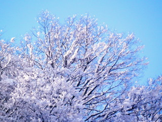 雪の枝　1.10　2015