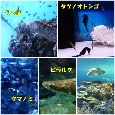 男鹿水族館ＧＡＯ