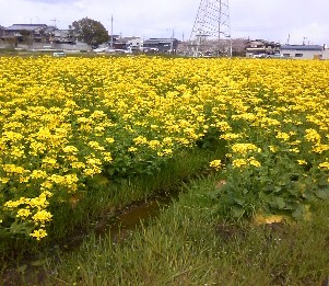 菜の花