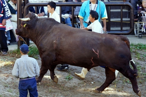 山古志　勘助