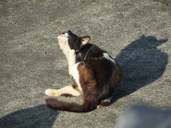 我が家のニャンコ♪2016/4/27-4