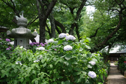 妙楽寺の紫陽花