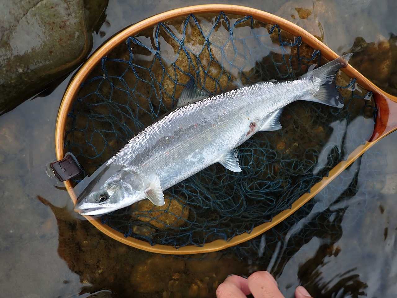 鹿の角入り鮎、サツキマスの「たも」 鹿の角入り鮎、サツキマスの「たも」