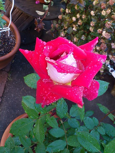 ラブ　2013.5.12A.jpg