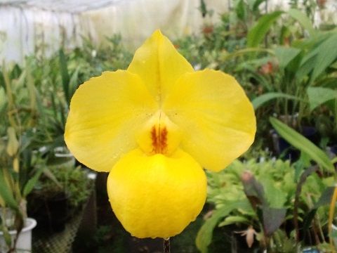 Paph.アルメニアカム、Bif.ハリソニエ・アルバ、Masd.ディセンデンス