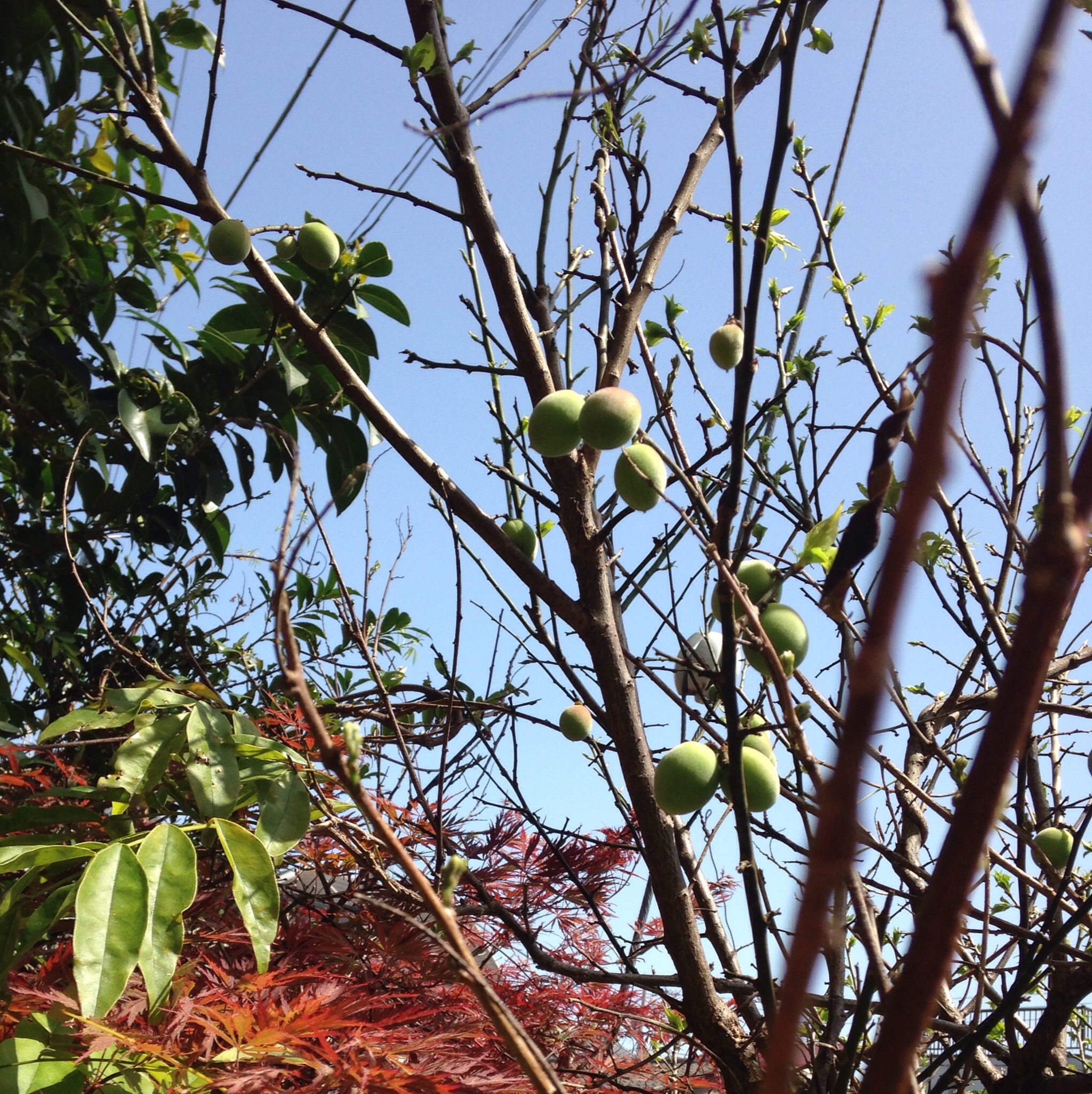 紅葉と梅の実