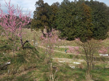 里山公園