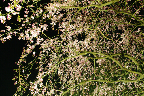 長遠寺の夜桜