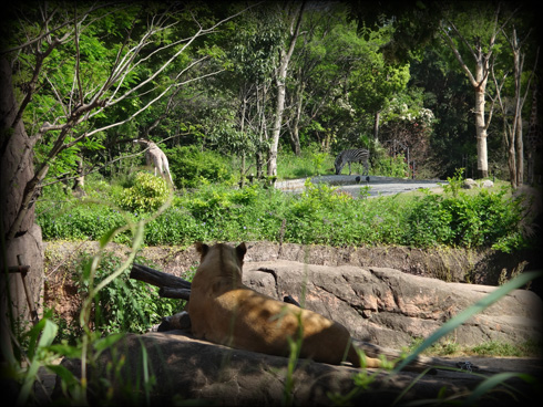 動物園２.jpg
