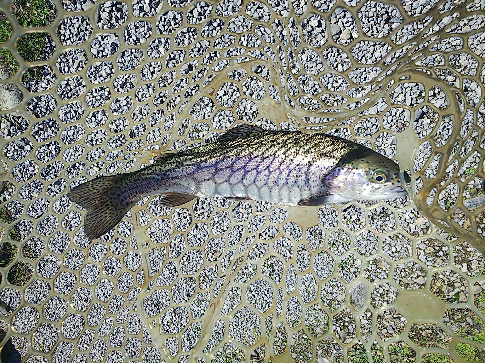 6ページ目の記事一覧 タカの管釣り釣行記 楽天ブログ