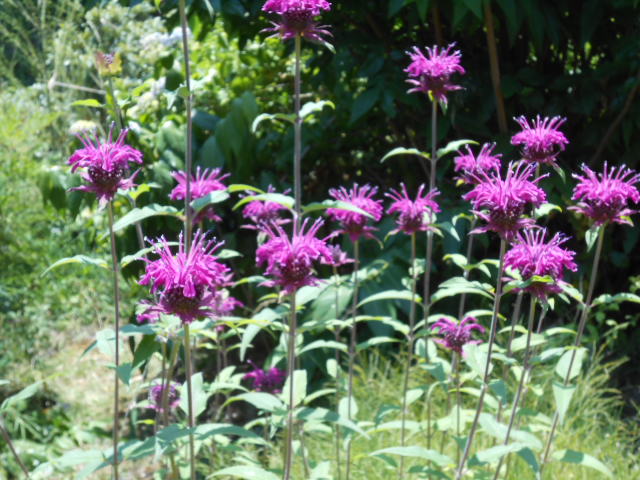 DSCN0237.JPG